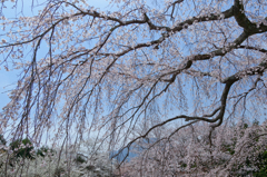 南部町の枝垂れ桜