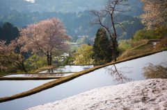 桜と田んぼと雪