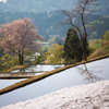 桜と田んぼと雪