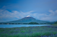 ラベンダーと富士山