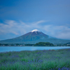 ラベンダーと富士山