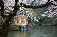 鎌北湖の桜　その3