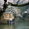 鎌北湖の桜　その3