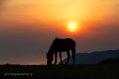 御崎馬と夕陽