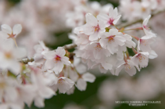 鎌北湖の桜