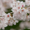 鎌北湖の桜