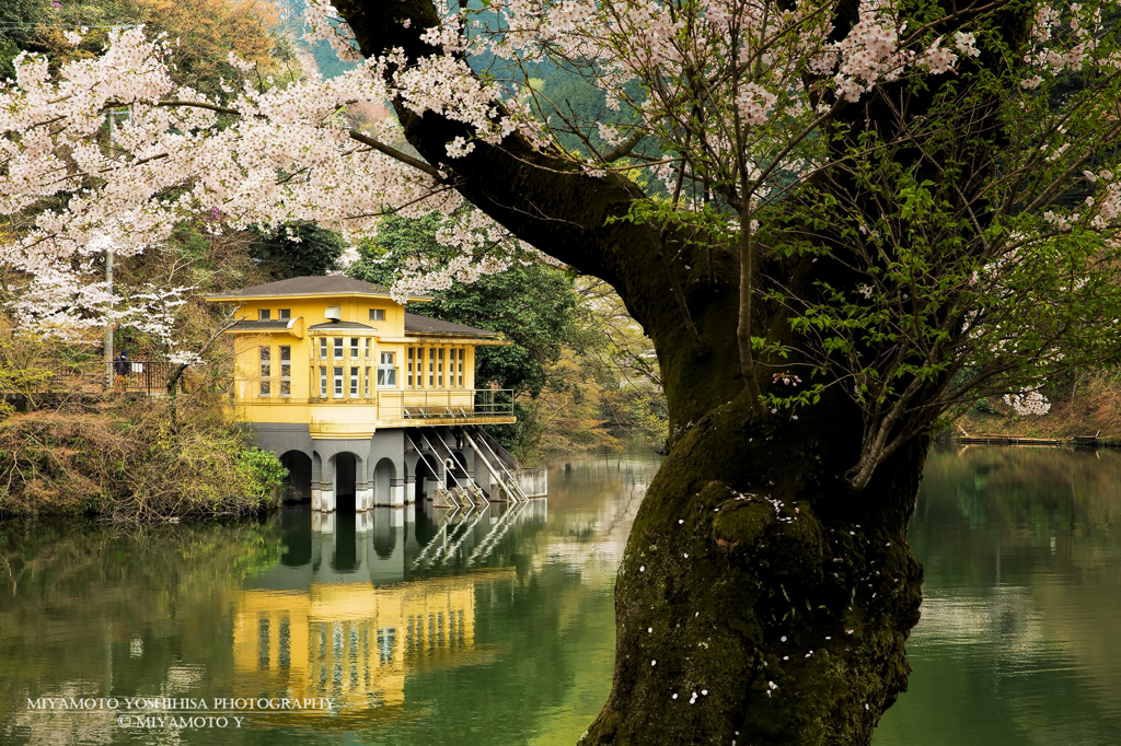 鎌北湖と桜1