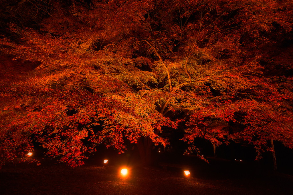 Maple red