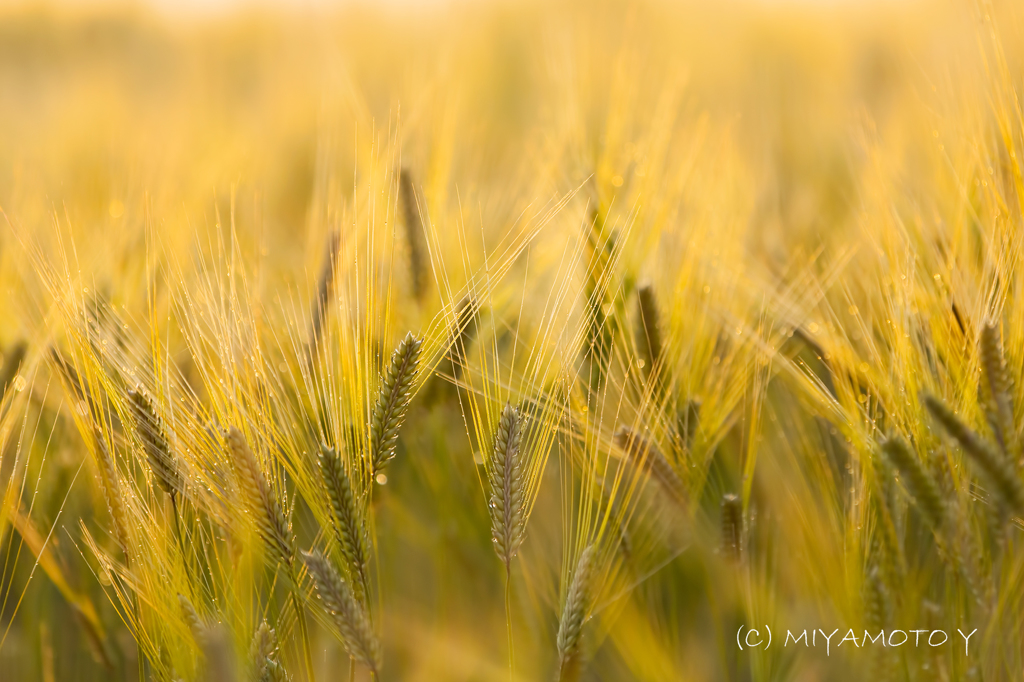 宍道湖畔の麦