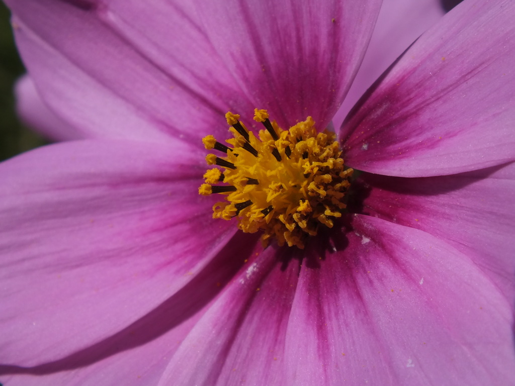 DSCF4222