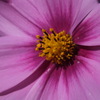 DSCF4222