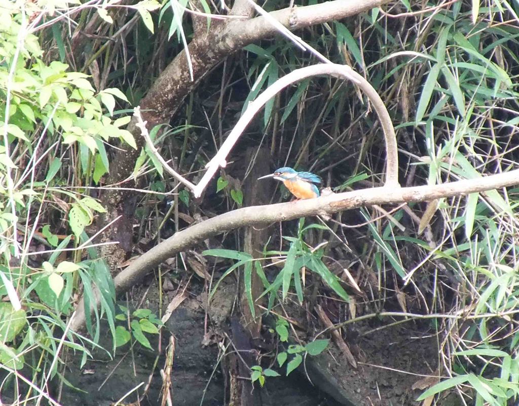 今日のカワセミ1