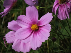 DSCF4221
