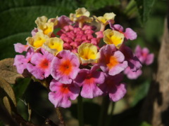 DSCF4224