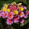 DSCF4224