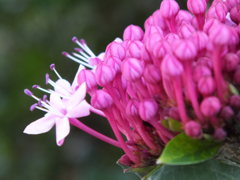 DSCF4220