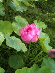 蓮の花