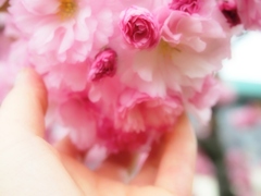 八重桜満開♪