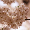 ハートに見えます？？よね