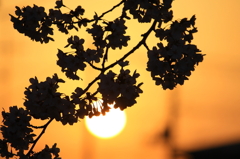 桜＆夕陽