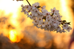 桜と夕陽