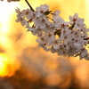 桜と夕陽