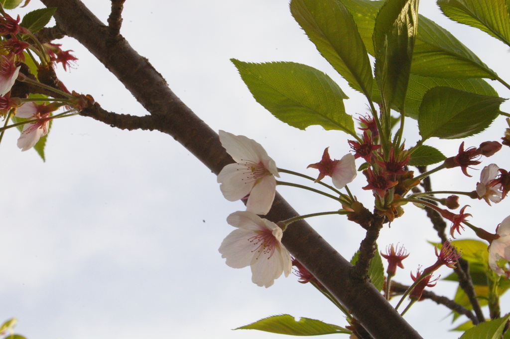 満開前かな