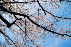 朗らか
