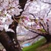 淀川河川公園背割堤地区