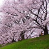 淀川河川公園背割堤地区