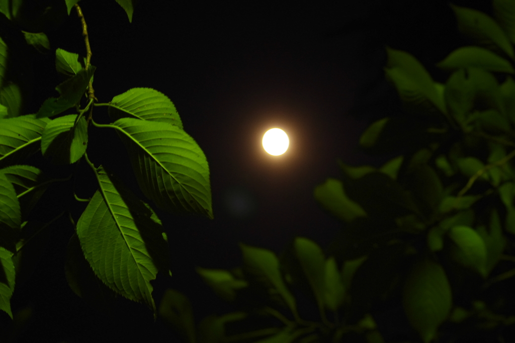 月夜