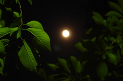 月夜