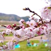 淀川河川公園背割堤地区