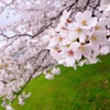 淀川河川公園背割堤地区