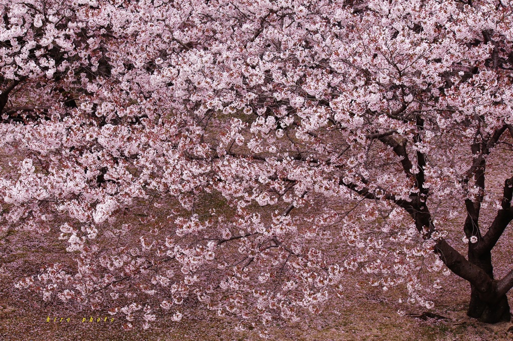 SAKURA屏風