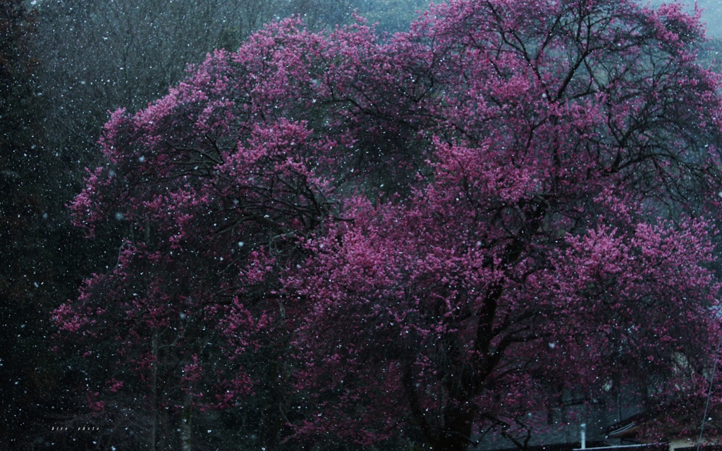 梅と雪の時。