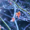 冬は　雨で　はじまった。