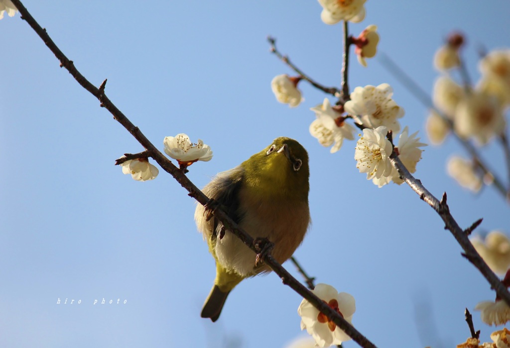 春の詩