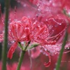 雨の日の彼岸花。