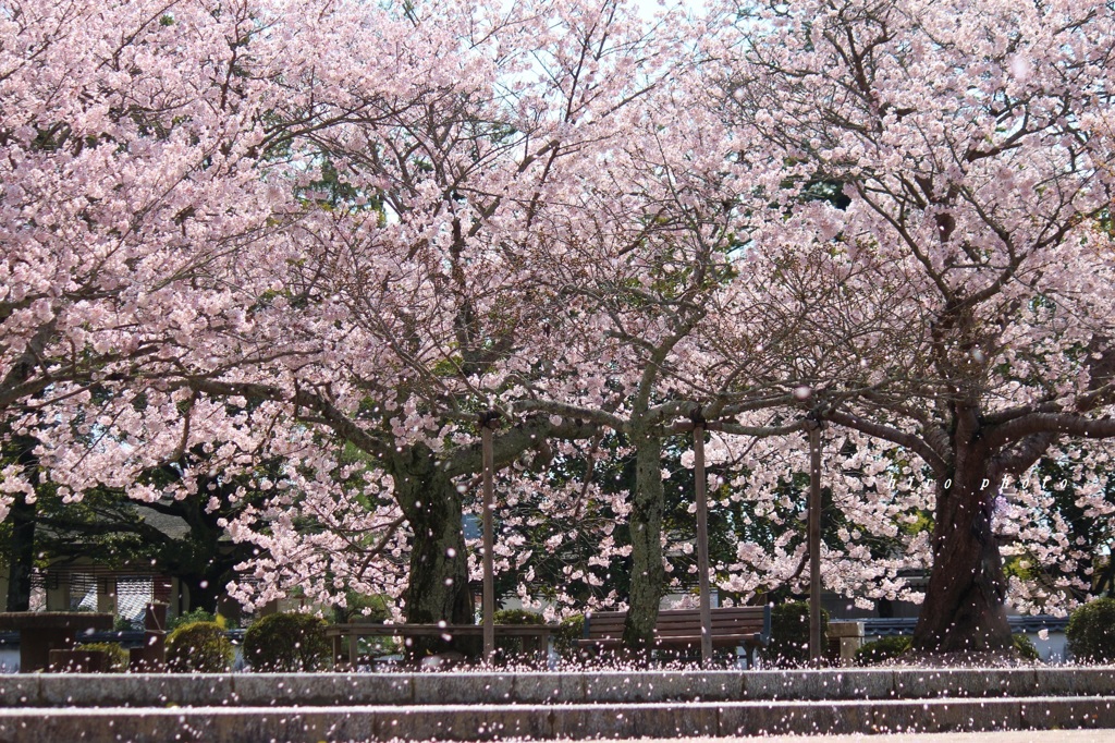 桜の、雪の。