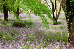 紫の木陰