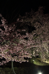 夜桜２