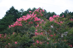 さるすべりの花
