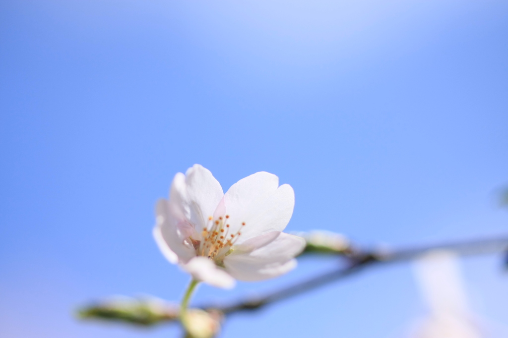 一輪の桜