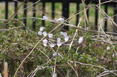 蜘蛛もお花見