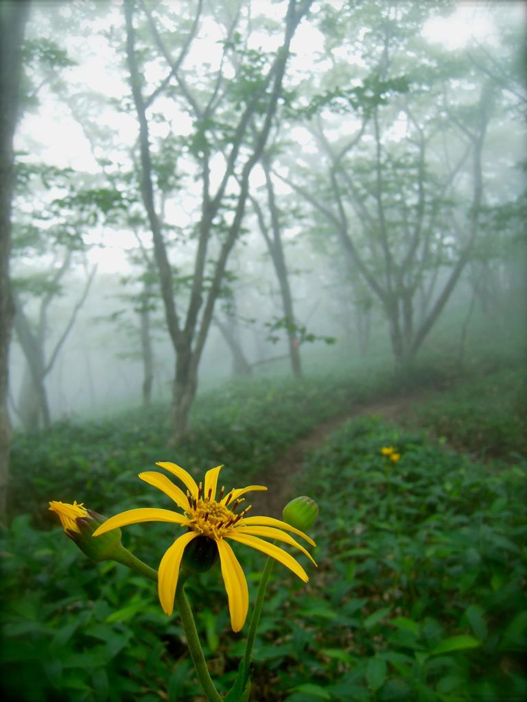 五葉山・黄色い花