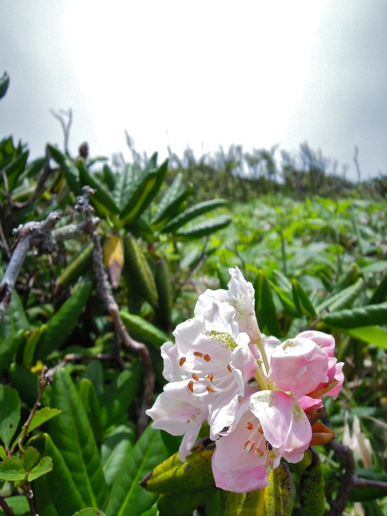 五葉山・しゃくなげ