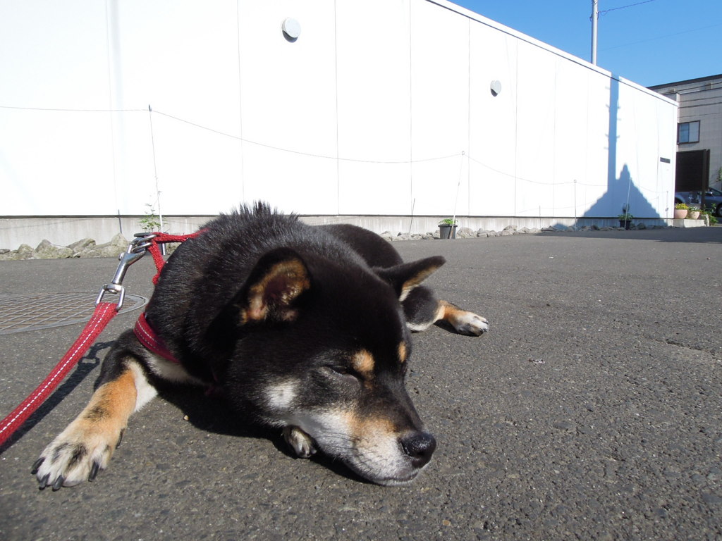 ひとやすみ、一休み。。。