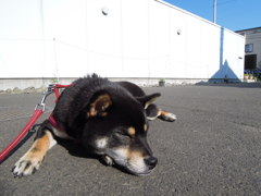 ひとやすみ、一休み。。。