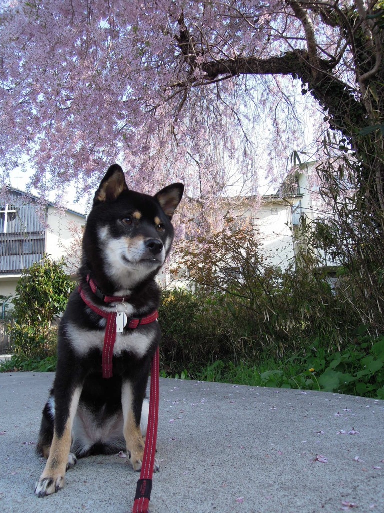 桜満開
